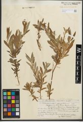 Foto von Salix purpurea L.